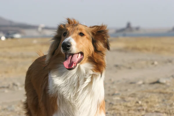 İskoçya çoban köpeği — Stok fotoğraf