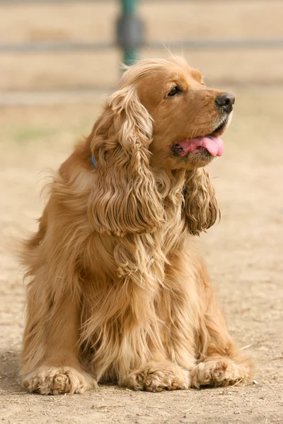 English Cocker Spaniel dog — Stock Photo, Image