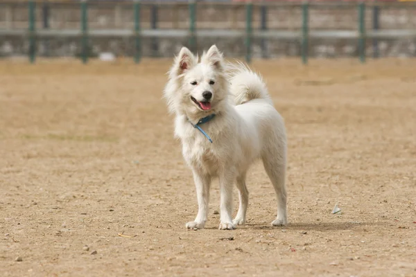 Japonês spitz cão — Fotografia de Stock