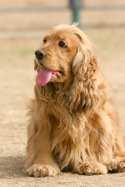 Inglês cocker spaniel cão — Fotografia de Stock