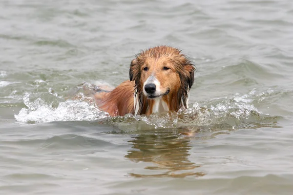 El perro de Pekín —  Fotos de Stock