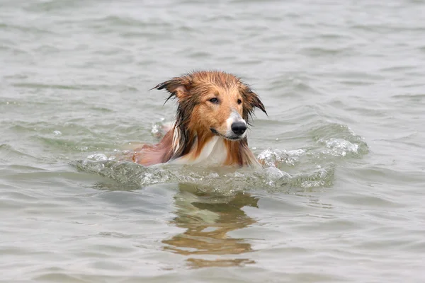 El perro de Pekín — Foto de Stock