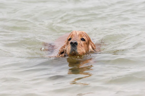 Inglés cocker spaniel dog — Foto de Stock