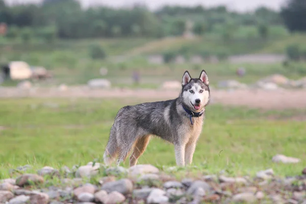 Siberiano Husky cão — Fotografia de Stock