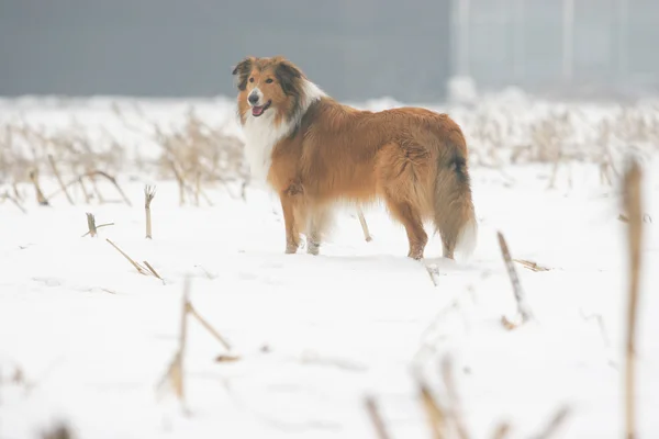 Schotse herdershond — Stockfoto