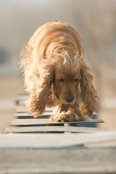 Inglês cocker spaniel cão — Fotografia de Stock