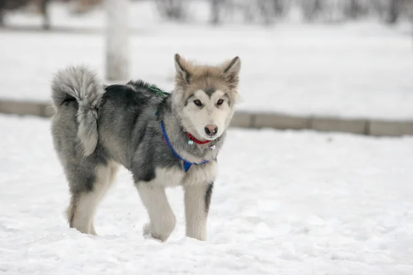 Siberische Husky hond — Stockfoto