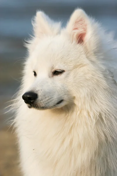 Japonés Spitz perro — Foto de Stock