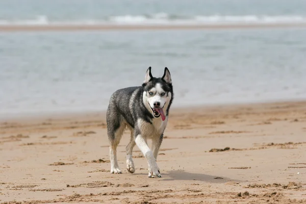 Siberische Husky hond — Stockfoto