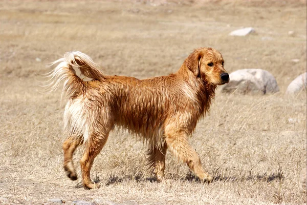 Golden retriever cão — Fotografia de Stock