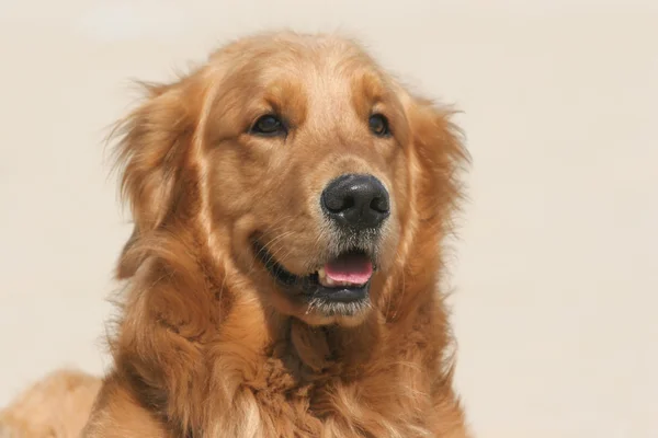 Gouden retriever hond — Stockfoto