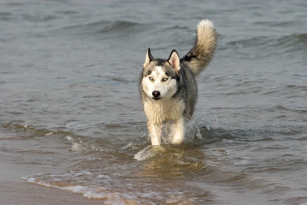 Syberyjski pies Husky — Zdjęcie stockowe