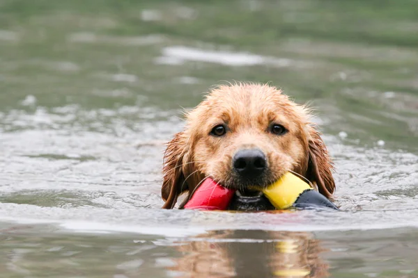 Golden retriever cão — Fotografia de Stock