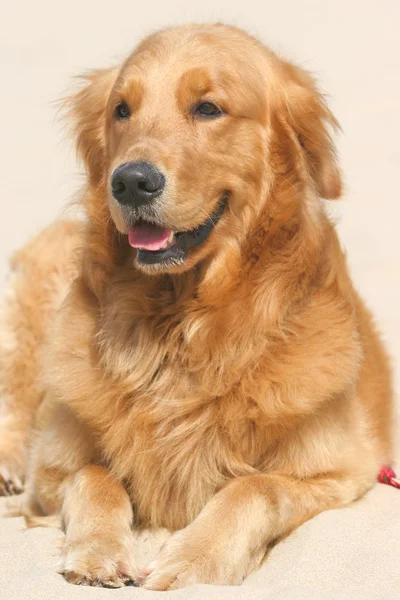 Chien Golden retriever — Photo