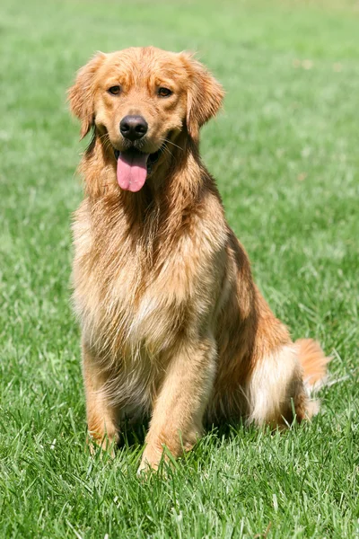 Golden retriever perro — Foto de Stock