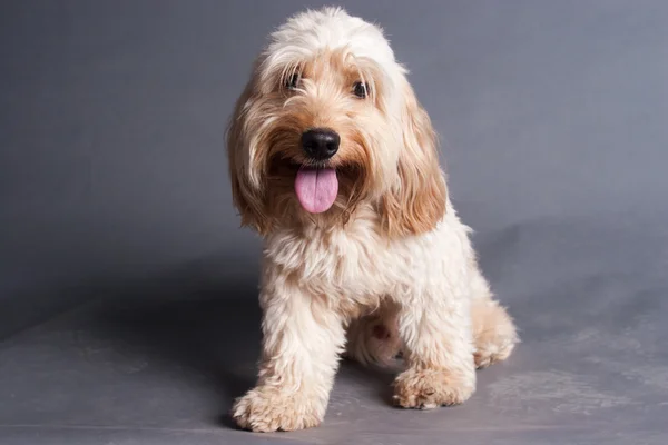 Mixed Cocker Spaniel — Stock Photo, Image