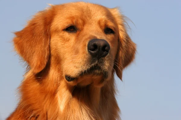 Pies golden retriever — Zdjęcie stockowe