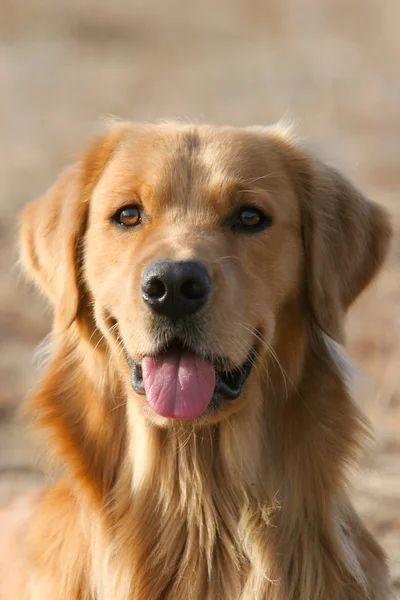 Kultainen noutaja koira — kuvapankkivalokuva