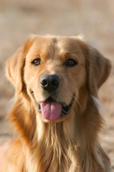 Golden Retriever Hund — Stockfoto