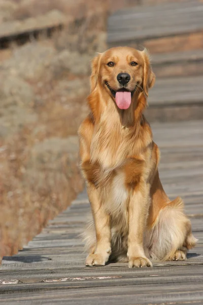 Golden cane retriever — Foto Stock