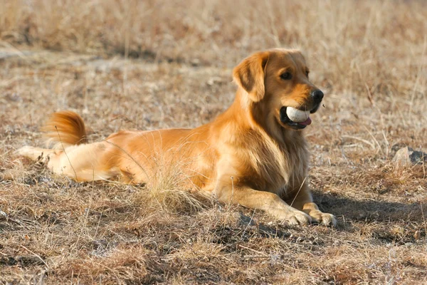 Gouden retriever hond — Stockfoto