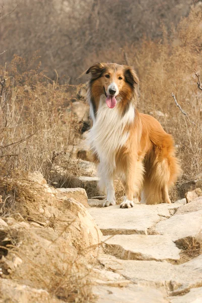 Scotland cão pastor — Fotografia de Stock