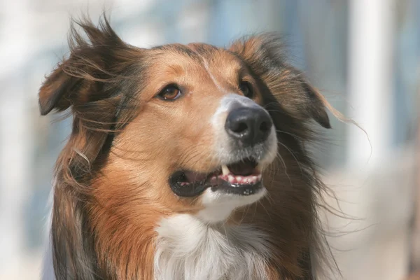 Schotse herdershond — Stockfoto