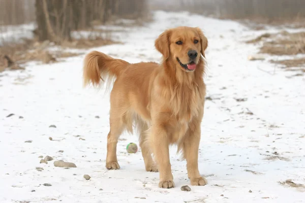 Gouden retriever hond — Stockfoto