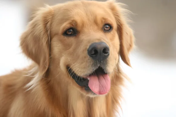Golden retriever perro —  Fotos de Stock