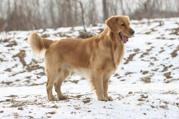 Golden retriever cão — Fotografia de Stock