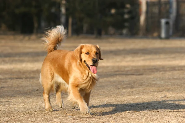 Chien Golden retriever — Photo