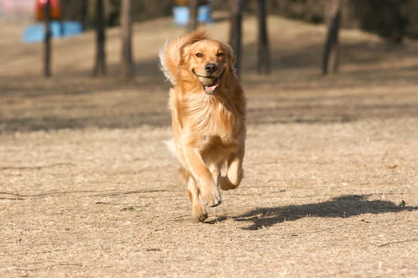 ゴールデンレトリバー犬 — ストック写真