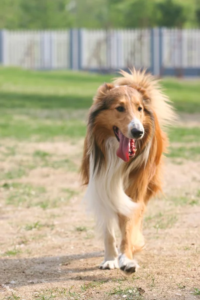 スコットランドの羊飼いの犬 — ストック写真