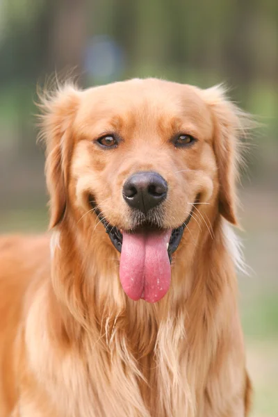 Golden retriever perro — Foto de Stock