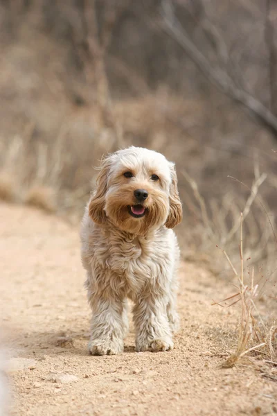 Mieszane Cocker Spaniel — Zdjęcie stockowe