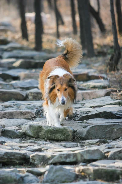 İskoçya çoban köpeği — Stok fotoğraf
