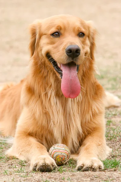 Gullgjenfinnende hund – stockfoto
