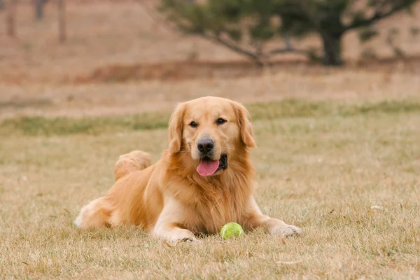 Golden retriever perro —  Fotos de Stock