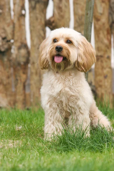 Cocker spaniel misto — Fotografia de Stock