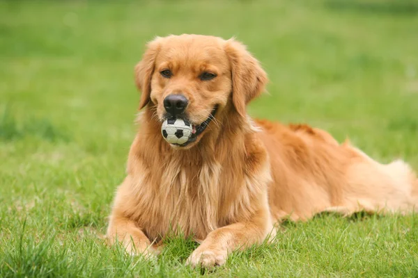 Golden retriever perro —  Fotos de Stock