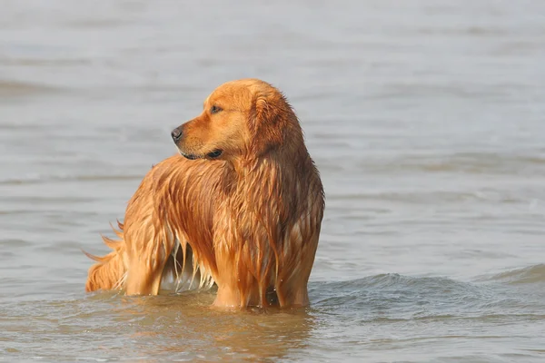 Golden retriever cão — Fotografia de Stock