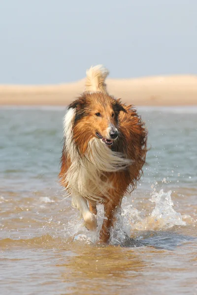 Scotland cão pastor — Fotografia de Stock