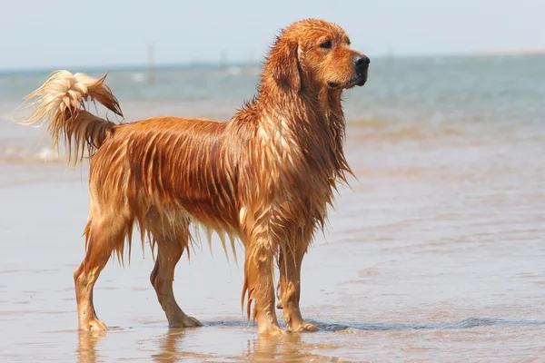 Gouden retriever hond — Stockfoto