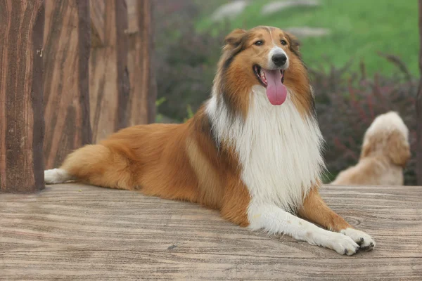 Scotland cão pastor — Fotografia de Stock