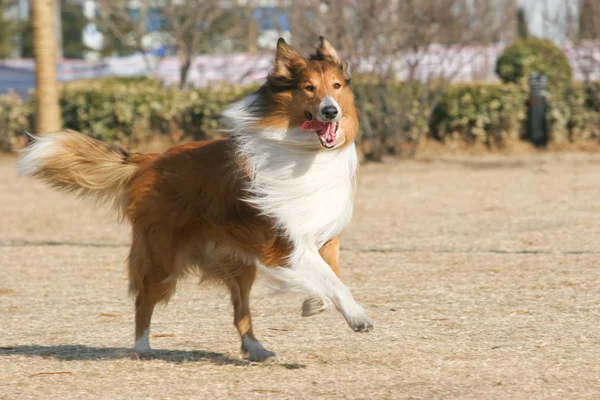 Scotland shepherd dog — Stock Photo, Image