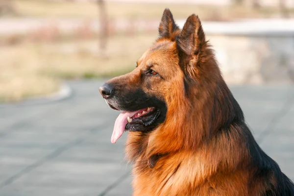 Deutscher Schäferhund — Stockfoto