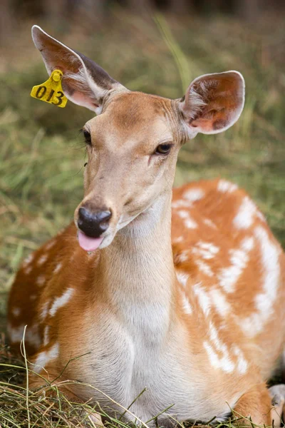 Gefleckter Hirsch oder Chital im Zoo — Stockfoto