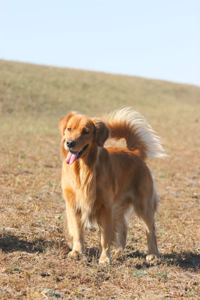Gouden retriever hond — Stockfoto