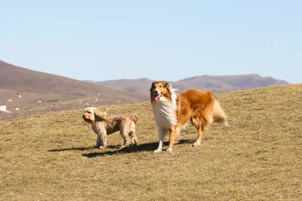 Cocker Spaniel y Rough Collie — Foto de Stock