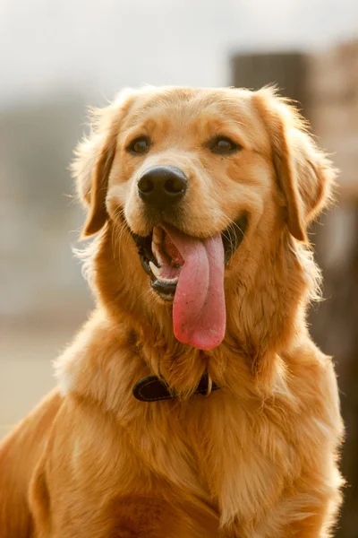 ゴールデンレトリバー犬 ストック画像